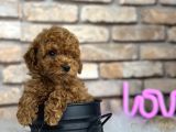 A Kali̇te Toypoodle Dünyasi