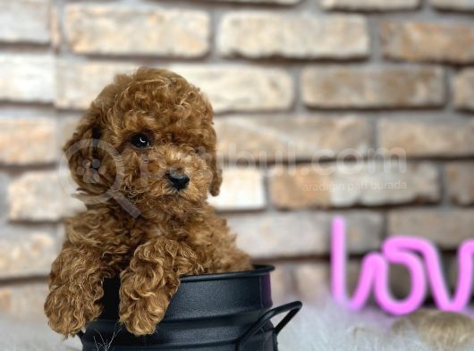 A Kali̇te Toypoodle Dünyasi görsel