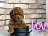 A KALİTE TOYPOODLE dÜNYASI
