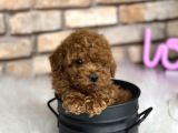 A Kali̇te Toypoodle Dünyasi