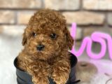 A Kali̇te Toypoodle Dünyasi