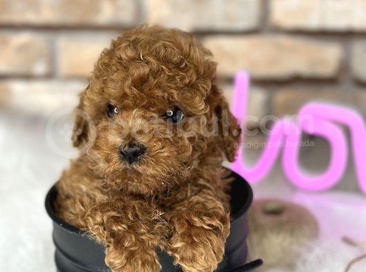 A Kali̇te Toypoodle Dünyasi görsel