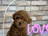 A Kali̇te Toypoodle Dünyasi