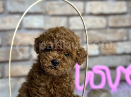 A Kali̇te Toypoodle Dünyasi görsel