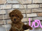 A Kali̇te Toypoodle Dünyasi