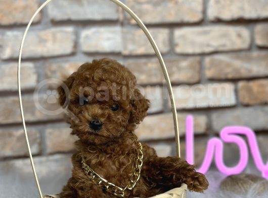 A Kali̇te Toypoodle Dünyasi görsel
