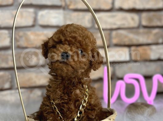 A Kali̇te Toypoodle Dünyasi görsel