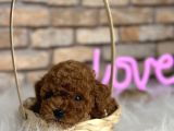 A Kali̇te Toypoodle Dünyasi