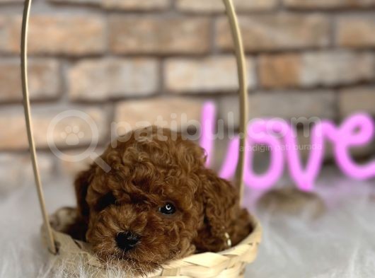 A Kali̇te Toypoodle Dünyasi görsel