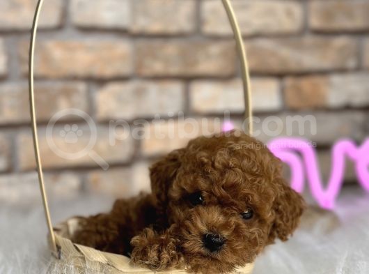 A Kali̇te Toypoodle Dünyasi