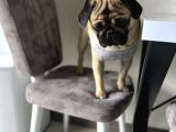 Pug Acil Yuva Arıyorum