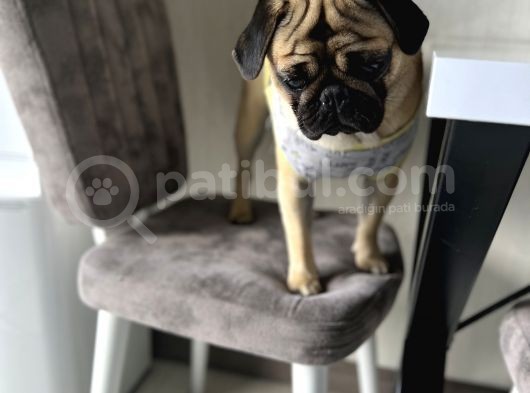 Pug Acil Yuva Arıyorum görsel