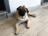 Pug Acil yuva arıyorum
