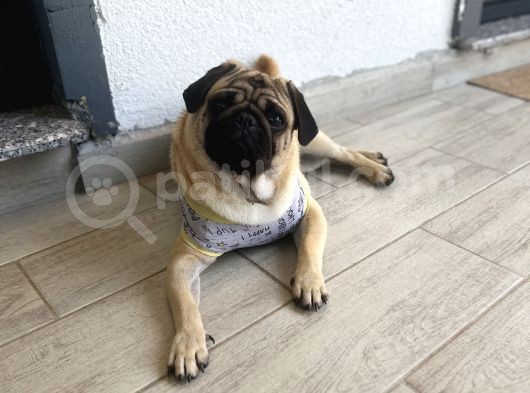 Pug Acil Yuva Arıyorum