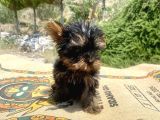 Micro Teacup Yorkshire Terrier Oğlumuz