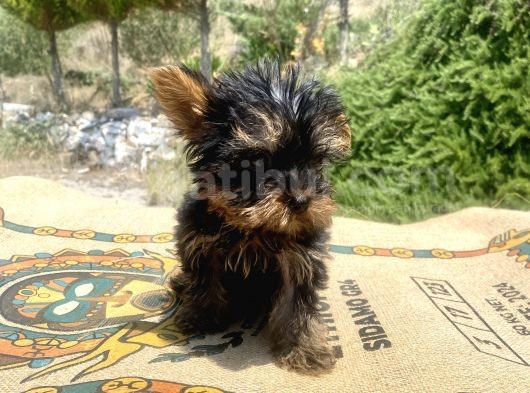 Micro Teacup Yorkshire Terrier Oğlumuz görsel