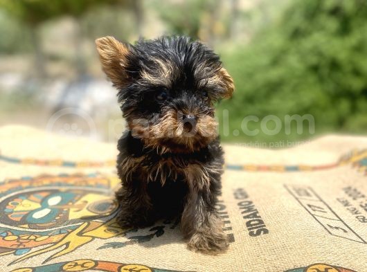 Micro Teacup Yorkshire Terrier Oğlumuz görsel