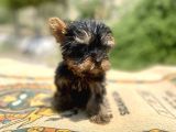 Micro Teacup Yorkshire Terrier Oğlumuz