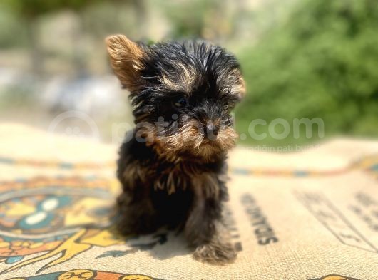 Micro Teacup Yorkshire Terrier Oğlumuz görsel