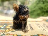 Micro Teacup Yorkshire Terrier Oğlumuz