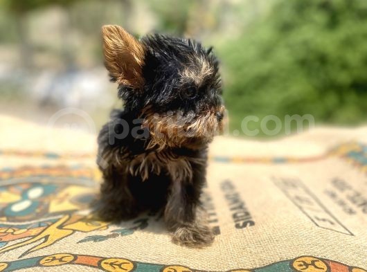 Micro Teacup Yorkshire Terrier Oğlumuz görsel