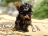 Micro Teacup Yorkshire Terrier Oğlumuz