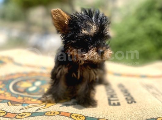 Micro Teacup Yorkshire Terrier Oğlumuz görsel