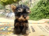 Micro Teacup Yorkshire Terrier Oğlumuz