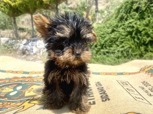 Micro Teacup Yorkshire Terrier Oğlumuz görsel