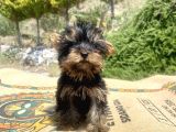 Micro Teacup Yorkshire Terrier Oğlumuz