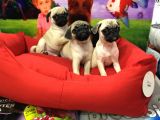 Ori̇ji̇nal Pug Yavrulari Vonalp Garanti̇si̇yle