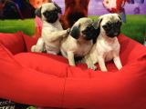 Ori̇ji̇nal Pug Yavrulari Vonalp Garanti̇si̇yle