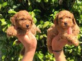 Mükemmel Poodle Yavrular
