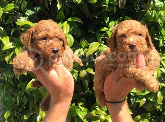 Mükemmel Poodle Yavrular görsel