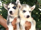 Irkinin En İyi̇si̇ Husky Yavrular