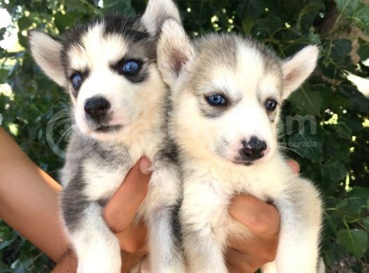 Irkinin En İyi̇si̇ Husky Yavrular görsel