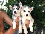 IRKININ EN İYİSİ HUSKY YAVRULAR