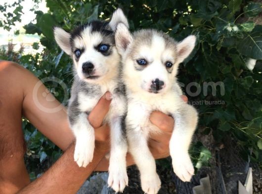 Irkinin En İyi̇si̇ Husky Yavrular