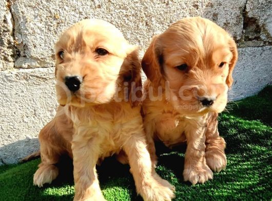 Uygun Fiyatlı Cocker Yavruları görsel