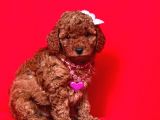 Safkan Toy Poodle Yavrularımız