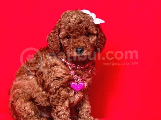 Safkan Toy Poodle Yavrularımız görsel