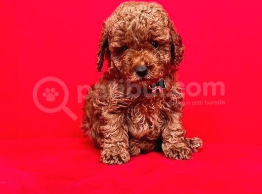 Safkan Toy Poodle Yavrularımız