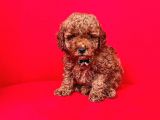 Safkan Toy Poodle Yavrularımız