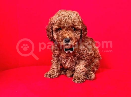 Safkan Toy Poodle Yavrularımız