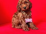 Safkan Toy Poodle Yavrularımız