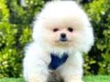 Safkan Pomeranian Boo Yavrularımız