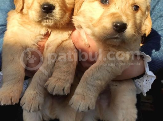 Golden Yavrularımız görsel