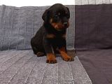 Koca kafa rottweiler yavruları 