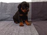 Koca Kafa Rottweiler Yavruları 