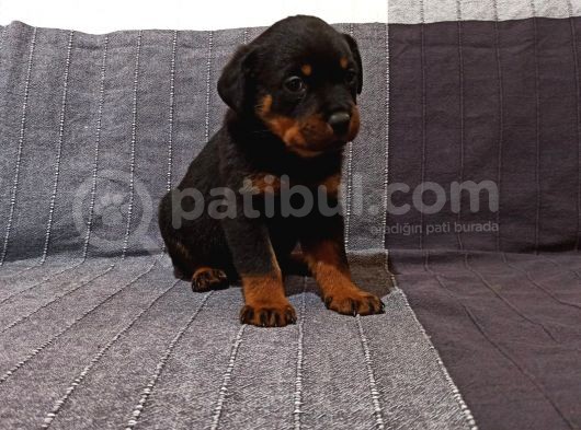 Koca Kafa Rottweiler Yavruları  görsel